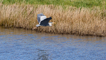 This photograph captures a heron flying gracefully over a body of water, with tall grasses lining the edge of the bank. The heron, a magnificent bird and the main subject of the image, is seen in mid-flight during the afternoon in the spring season. The scene showcases the presence of animals in their natural habitat, particularly birds like the heron, interacting with the water environment. The natural backdrop of green grass and brown reeds enhances the tranquil atmosphere typical of spring afternoons, while the rippling water below reflects the light, contributing to the serene feel of the landscape.